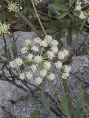Angelica tomentosa