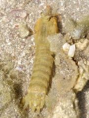 Gonodactylus chiragra