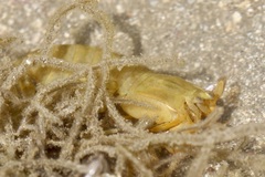 Gonodactylus chiragra