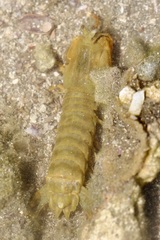 Gonodactylus chiragra