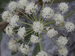 Angelica tomentosa