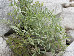 Angelica tomentosa