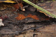 Trichia scabra