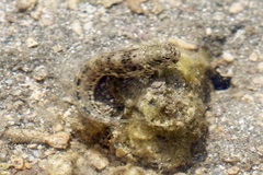 Istiblennius dussumieri