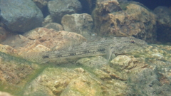 Glossogobius giuris