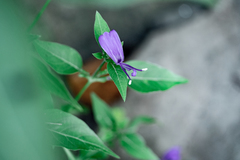 Hypoestes purpurea