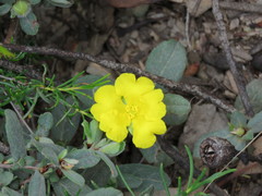 Hibbertia commutata
