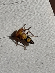 Membracoidea