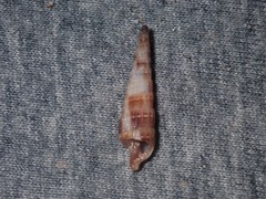 Terebra