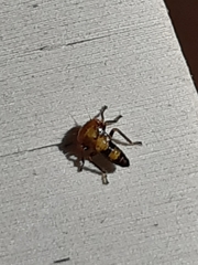 Membracoidea