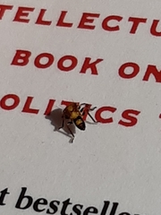 Membracoidea