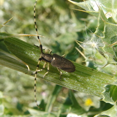Agapanthia annularis