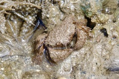 Pilumnus vespertilio