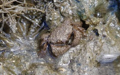 Pilumnus vespertilio