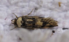 Sphyrelata nefanda
