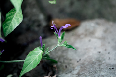 Hypoestes purpurea