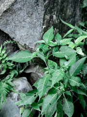 Hypoestes purpurea
