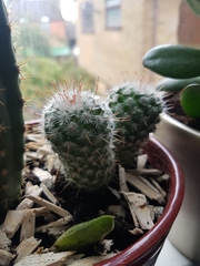 Mammillaria bombycina
