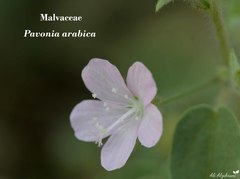 Pavonia arabica