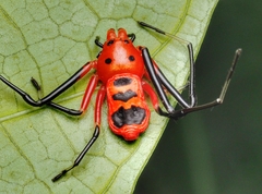 Platythomisus sudeepi