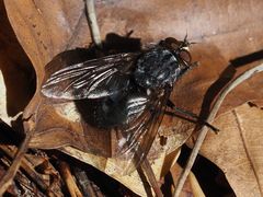 Calliphora subalpina