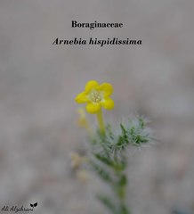 Arnebia hispidissima