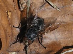 Calliphora subalpina