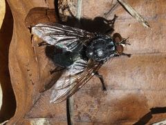 Calliphora subalpina