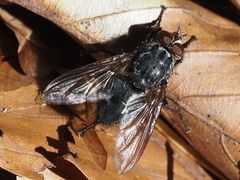 Calliphora subalpina