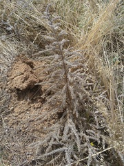 Echium italicum