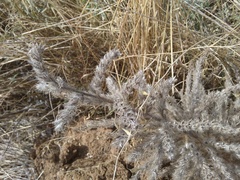Echium italicum