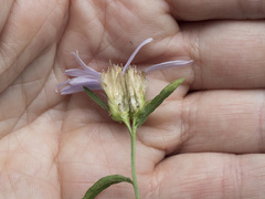 Eucephalus ledophyllus covillei
