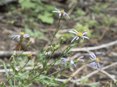 Eucephalus ledophyllus covillei