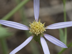 Eucephalus ledophyllus covillei