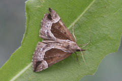 Hypena crassalis