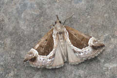 Hypena crassalis