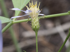 Eucephalus ledophyllus covillei