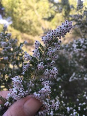 Erica gibbosa