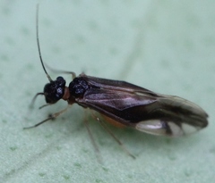 Caecilius fuscopterus