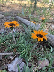 Gazania ciliaris