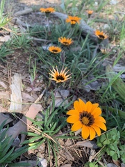 Gazania ciliaris