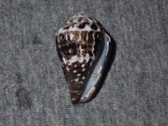 Conus chaldaeus