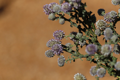 Pterocaulon sphacelatum