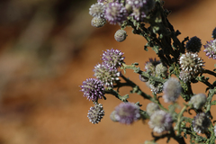 Pterocaulon sphacelatum