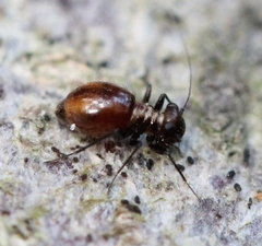 Bertkauia lucifuga