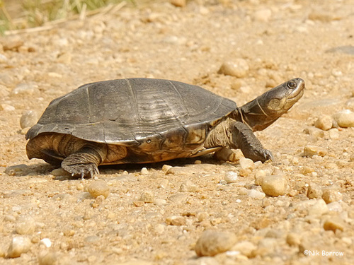 Williams’ African Mud Turtle
