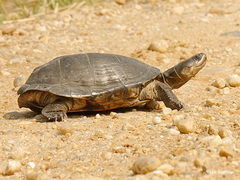 Williams' Mud Turtle photo 3