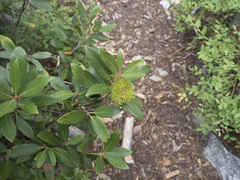 Chrysolepis chrysophylla minor