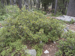 Chrysolepis chrysophylla minor