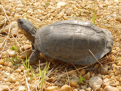 Williams' Mud Turtle photo 1